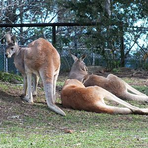 Red Kangaroos