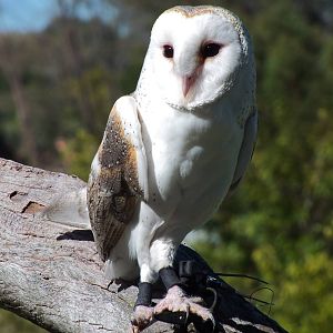 Barn Owl