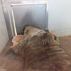 Southern Hairy-nosed Wombat