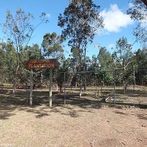Eucalyptus Plantation