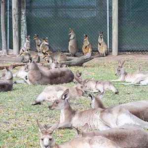 Part of Kangaroo Rest Area