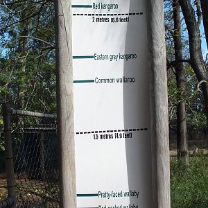 Heights of Different Macropods