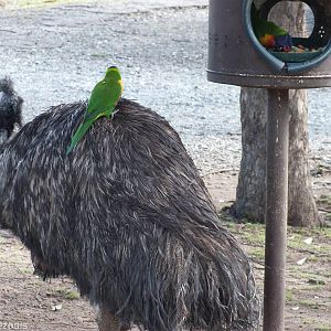 Lorikeet Riding on an Emu!