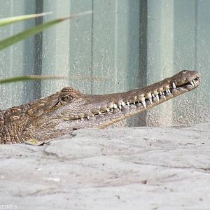 Freshwater Crocodile