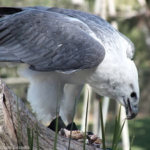 White-bellied Sea-eagle