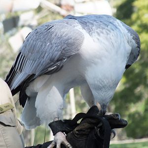 White-bellied Sea-eagle