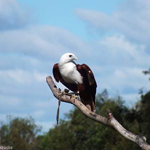 Brahminy Kite