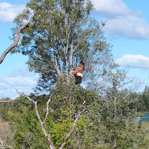 Brahminy Kite in Flight