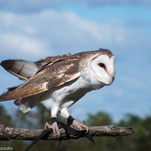 Barn Owl in the Wind