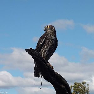 Barking Owl