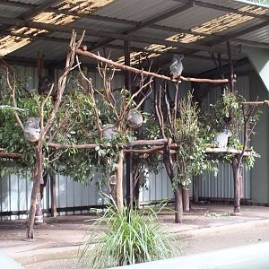 One of Many Koala Enclosures
