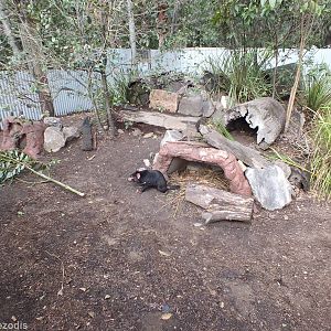 Tasmanian Devil Enclosure with Devil
