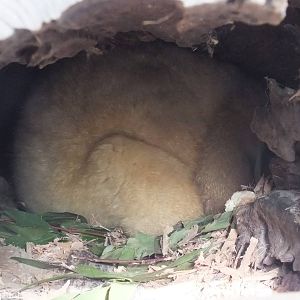 Golden Brushtail Possum