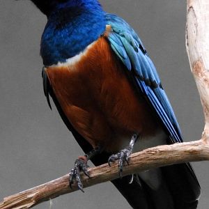 Superb Starling