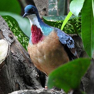 Mindanao Bleeding Heart Pigeon