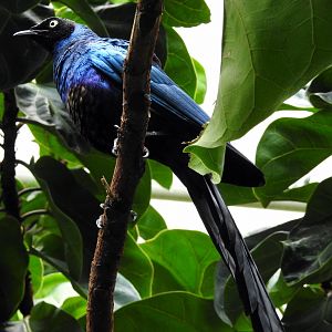 Long Tailed Glossy Starling