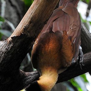 Red Bird of Paradise