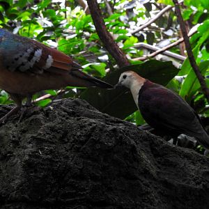 Mindanao Bleeding Heart Pigeon and White Throated Ground Dove