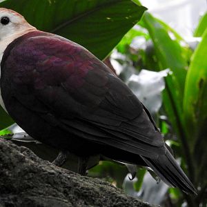 White Throated Ground Dove