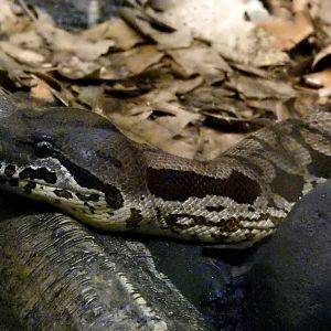 Dumeril's Boa