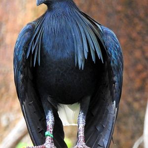 Nicobar Pigeon