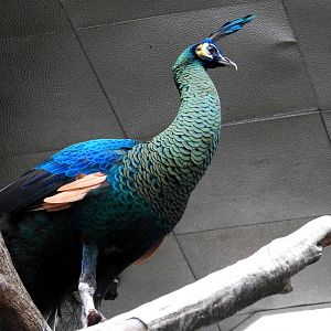 Green Peacock
