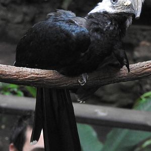 White Crested Hornbill