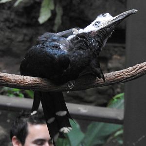 White Crested Hornbill