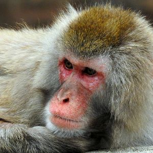 Japanese Macaque