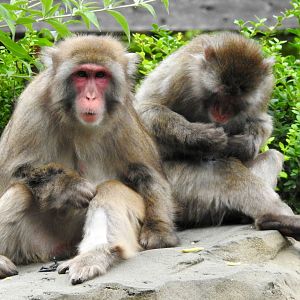 Japanese Macaque