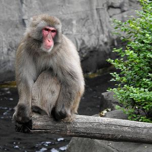 Japanese Macaque