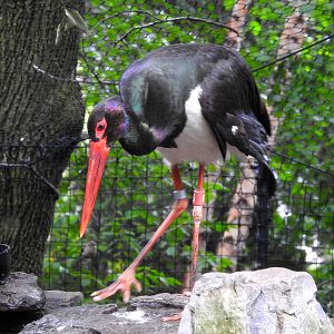 Black Stork