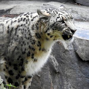 Snow Leopard