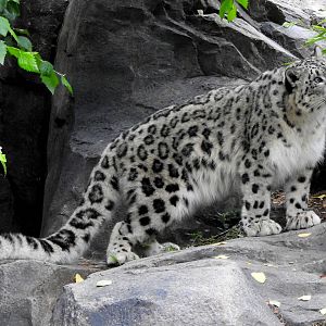 Snow Leopard Cub