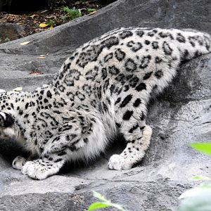 Snow Leopard "Cub"