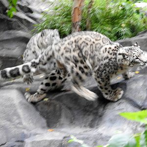 Snow Leopards