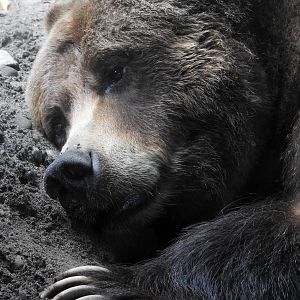 Veronica the Grizzly