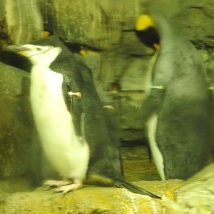 Chinstrap and King Penguin