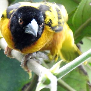 Village Weaver