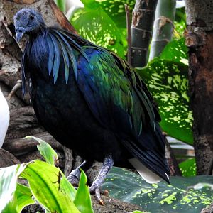 Nicobar Pigeon