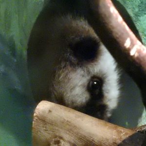 Northern Luzon Giant Cloud Rat