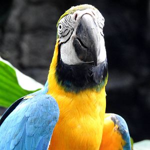 Blue & Gold Macaw