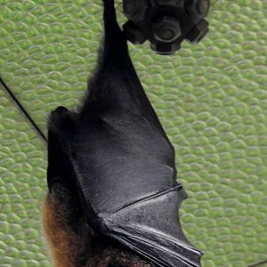 Rodrigues Flying Fox