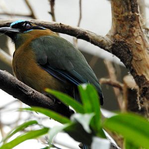 Blue Crowned Motmot