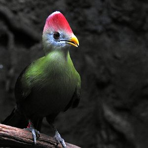 Red Crested Turaco
