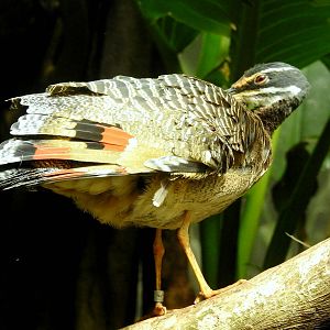 Sunbittern
