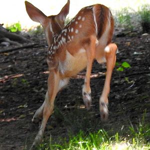 White Tailed Deer