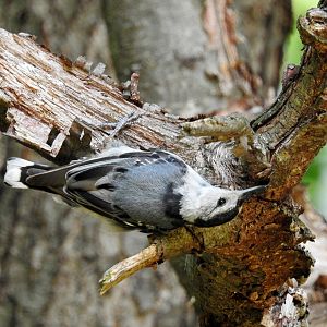 White Breasted Nuthatch