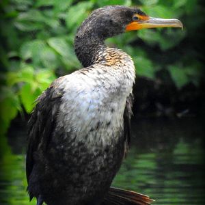 Double Crested Cormorant