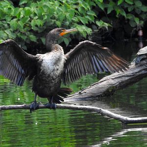 Double Crested Cormorant
